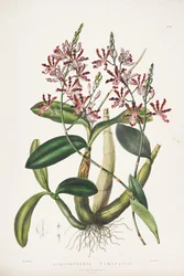 Illustration de Myrmecophila tibicinis comme syn. Schomburgkia tibicinis